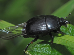 Histerinae