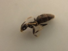 Technomyrmex difficilis