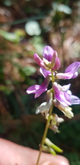 Astragalus guatemalensis
