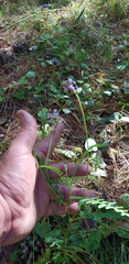 Astragalus guatemalensis