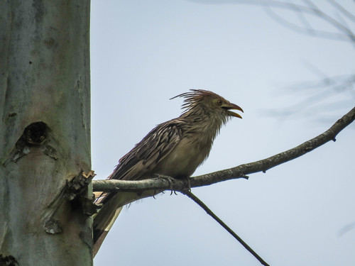 Guira guira