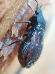 Drymus brunneus