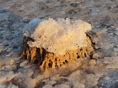 Radulomyces copelandii