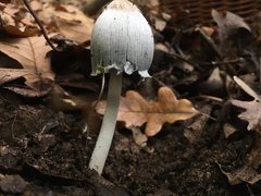 Coprinellus xanthothrix