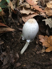 Coprinellus xanthothrix