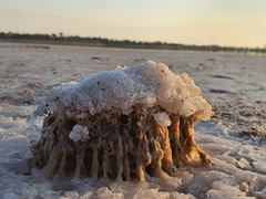 Radulomyces copelandii