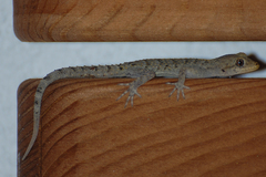 Mediodactylus