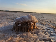 Radulomyces copelandii