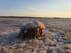 Radulomyces copelandii