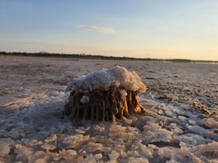 Radulomyces copelandii