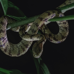 Atayal Slug-Eating Snake photo 5