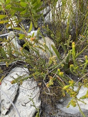 Penaea mucronata