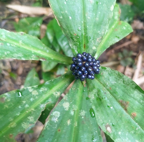 marble berry