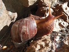 Lissachatina immaculata