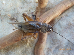 Gryllus assimilis
