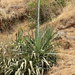 Agave cantala - Photo (c) Dinesh Valke, some rights reserved (CC BY-NC-SA)