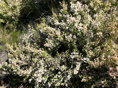 Erica eustacei