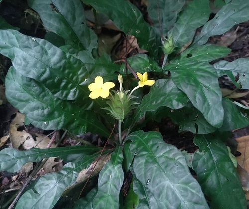 Crossandra flava image