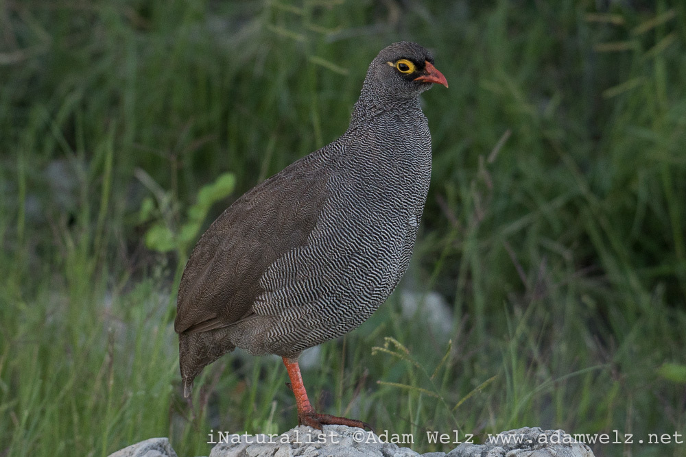 Red-billed Spurfowl (Pternistis adspersus) photo