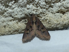 Trigonophora jodea