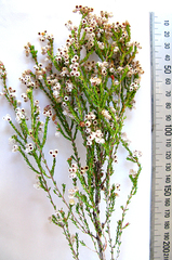 Erica eustacei