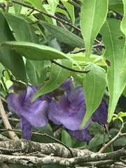 Fabaceae