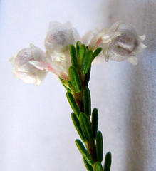 Erica eustacei