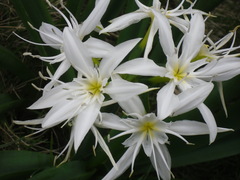 Pancratium