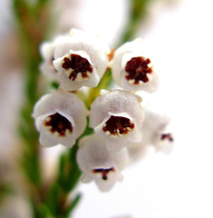 Erica eustacei