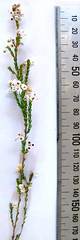 Erica eustacei