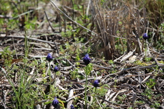 Muscari commutatum