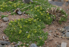 Stellaria pulvinata