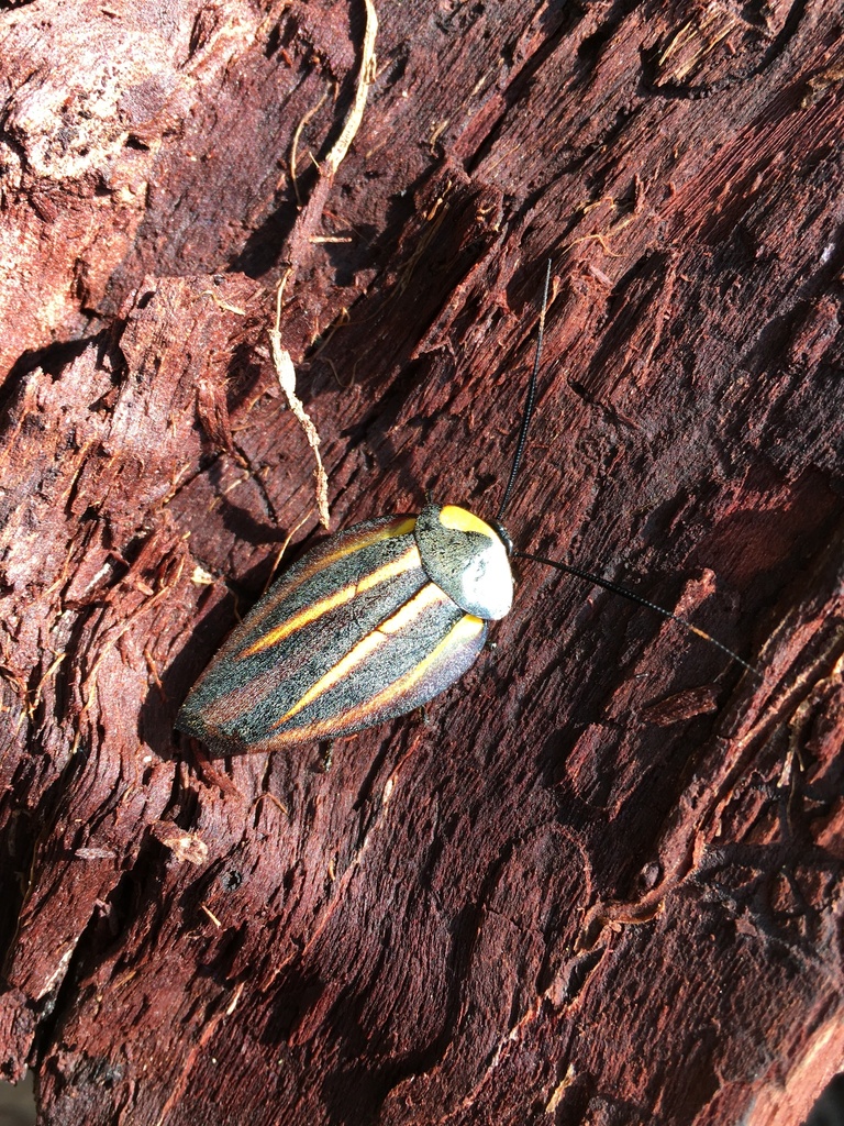 Rochaina mexicana