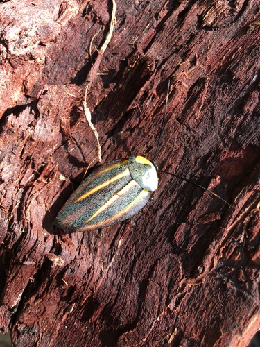 Rochaina mexicana