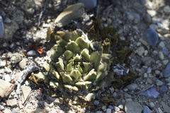 Ariocarpus trigonus