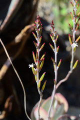 Adromischus sphenophyllus