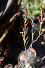 Adromischus sphenophyllus