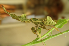 Phyllocrania