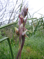 Serapias nurrica