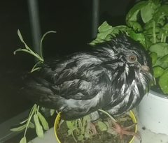 Columba livia domestica