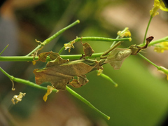 Phyllocrania