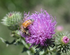 Apis mellifera