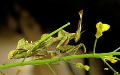 Phyllocrania