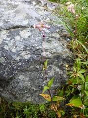 Silene khasiana