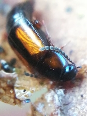 Tachinus subterraneus
