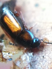 Tachinus subterraneus