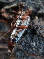 Tachinus subterraneus