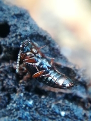 Tachinus subterraneus