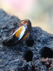 Tachinus subterraneus