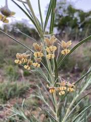 Gomphocarpus tomentosus tomentosus